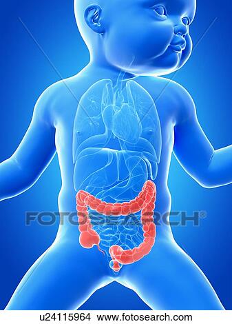 Stock Illustration - Baby's intestine, illustration. Fotosearch