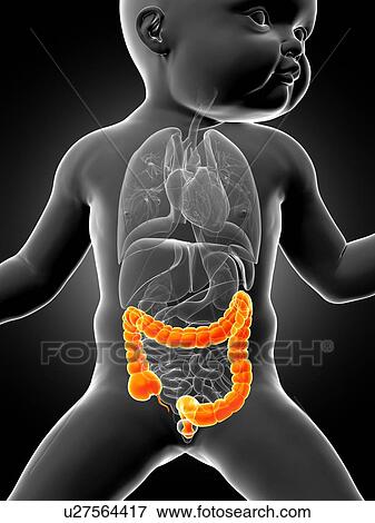Baby's intestine, illustration View Large Illustration Stock Illustration - Baby's intestine, illustration. Fotosearch