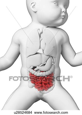 Baby's intestine, illustration View Large Illustration Stock Illustration - Baby's intestine, illustration. Fotosearch