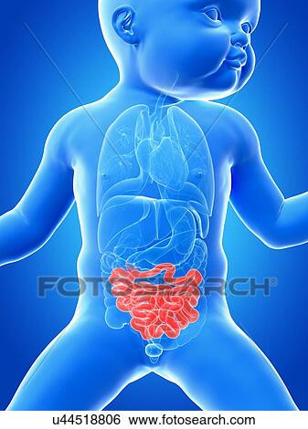 Baby's intestine, illustration View Large Illustration Stock Illustration - Baby's intestine, illustration. Fotosearch