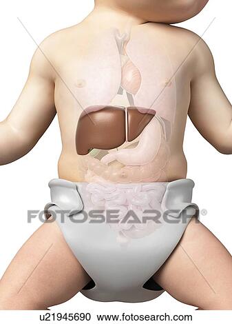 Baby's liver, illustration View Large Illustration Clipart - Baby's liver, illustration. Fotosearch