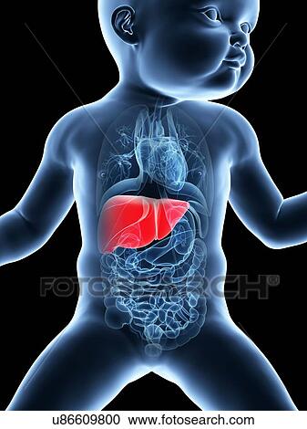 Clipart - Baby's liver, illustration. Fotosearch