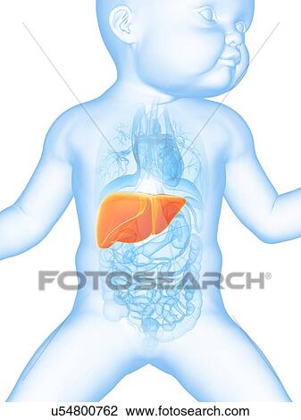 Baby's liver, illustration View Large Illustration Drawing - Baby's liver, illustration. Fotosearch