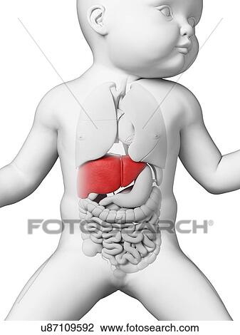 Drawing - Baby's liver, illustration. Fotosearch