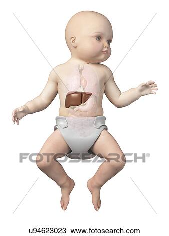 Baby's liver, illustration View Large Illustration Drawing - Baby's liver, illustration. Fotosearch
