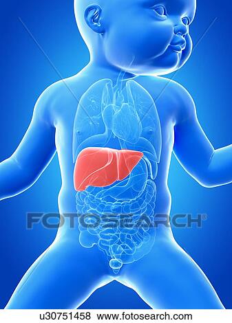 Baby's liver, illustration View Large Illustration Stock Illustration - Baby's liver, illustration. Fotosearch