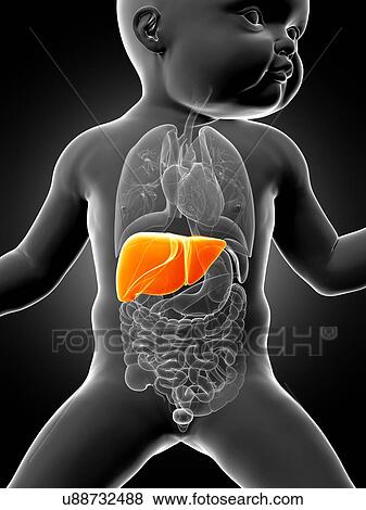 Stock Illustration - Baby's liver, illustration. Fotosearch