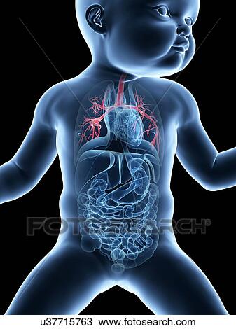Baby's lungs anatomy, illustration View Large Illustration Drawing - Baby's lungs anatomy, illustration. Fotosearch