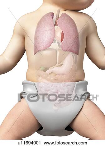 Baby's lungs, illustration View Large Illustration Clip Art - Baby's lungs, illustration. Fotosearch