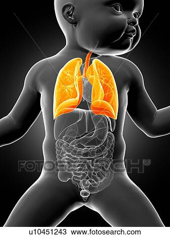 Drawing - Baby's lungs, illustration. Fotosearch
