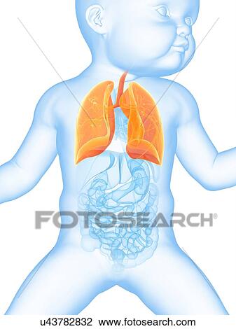 Baby's lungs, illustration View Large Illustration Drawing - Baby's lungs, illustration. Fotosearch