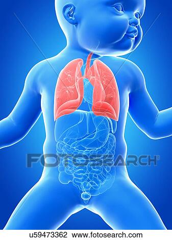 Drawing - Baby's lungs, illustration. Fotosearch