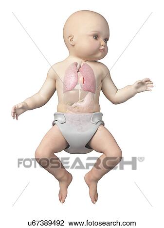 Baby's lungs, illustration View Large Illustration Drawing - Baby's lungs, illustration. Fotosearch