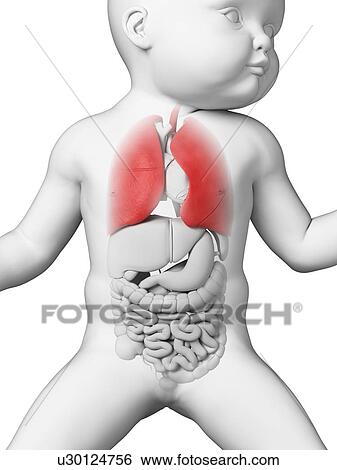 Baby's lungs, illustration View Large Illustration Stock Illustration - Baby's lungs, illustration. Fotosearch