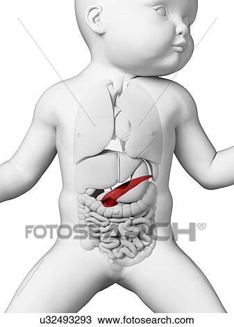 Drawing - Baby's pancreas, illustration. Fotosearch