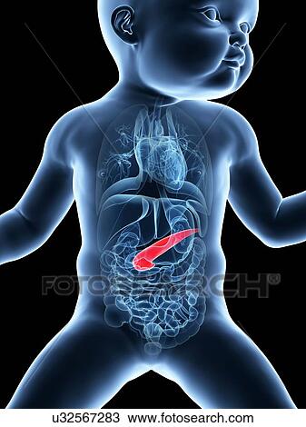 Baby's pancreas, illustration View Large Illustration Drawing - Baby's pancreas, illustration. Fotosearch