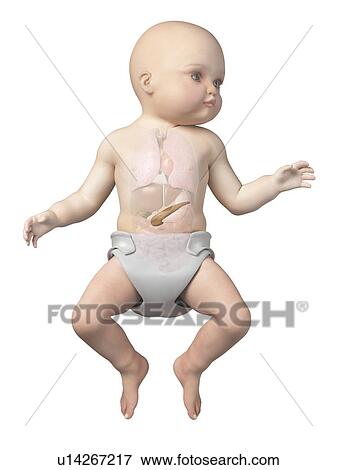 Baby's pancreas, illustration View Large Illustration Stock Illustration - Baby's pancreas, illustration. Fotosearch