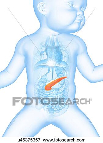 Stock Illustration - Baby's pancreas, illustration. Fotosearch
