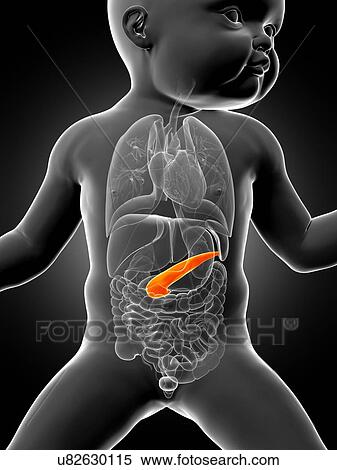 Stock Illustration - Baby's pancreas, illustration. Fotosearch