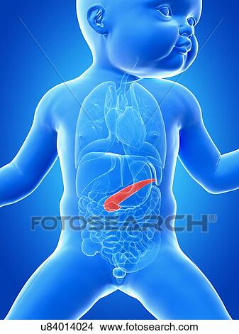 Stock Illustration - Baby's pancreas, illustration. Fotosearch