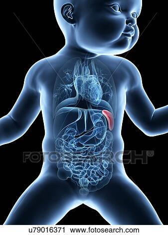 Clip Art - Baby's spleen, illustration. Fotosearch
