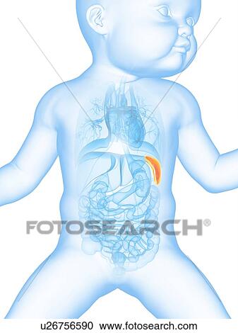 Baby's spleen, illustration View Large Illustration Clipart - Baby's spleen, illustration. Fotosearch