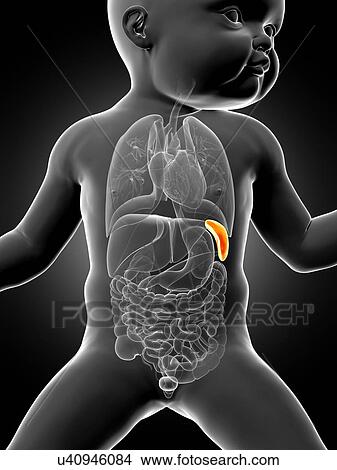 Baby's spleen, illustration View Large Illustration Stock Illustration - Baby's spleen, illustration. Fotosearch