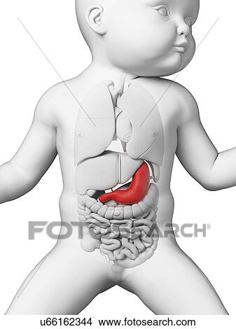 Stock Illustration - Baby's stomach, illustration. Fotosearch
