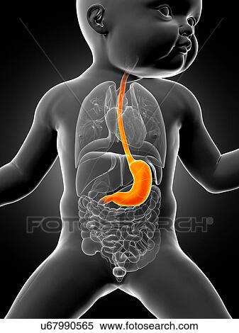 Baby's stomach, illustration View Large Illustration Stock Illustration - Baby's stomach, illustration. Fotosearch