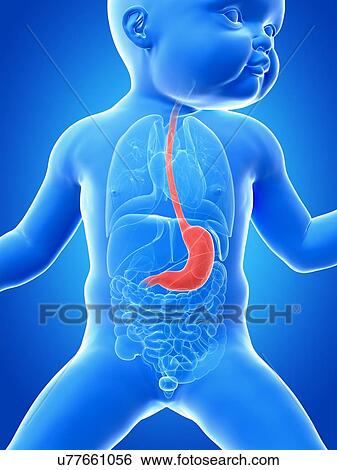 Stock Illustration - Baby's stomach, illustration. Fotosearch