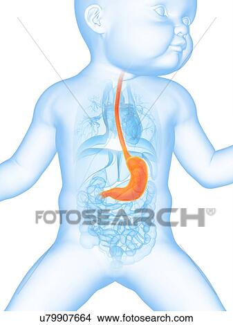 Baby's stomach, illustration View Large Illustration Stock Illustration - Baby's stomach, illustration. Fotosearch