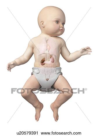 Baby's urinary system, illustration View Large Illustration Clip Art - Baby's urinary system, illustration. Fotosearch