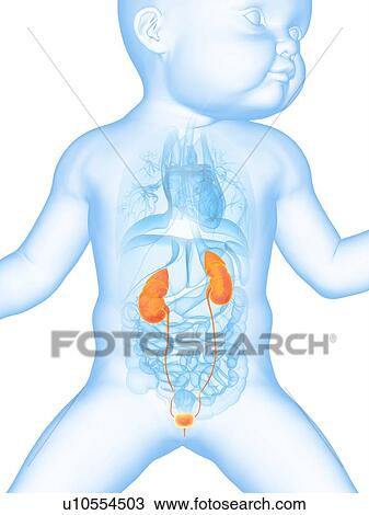 Drawing - Baby's urinary system, illustration. Fotosearch