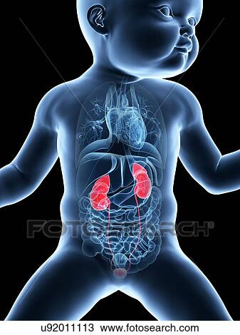 Baby's urinary system, illustration View Large Illustration Drawing - Baby's urinary system, illustration. Fotosearch