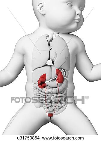Baby's urinary system, illustration View Large Illustration Stock Illustration - Baby's urinary system, illustration. Fotosearch