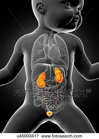 Stock Illustration - Baby's urinary system, illustration. Fotosearch
