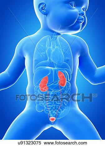 Baby's urinary system, illustration View Large Illustration Stock Illustration - Baby's urinary system, illustration. Fotosearch