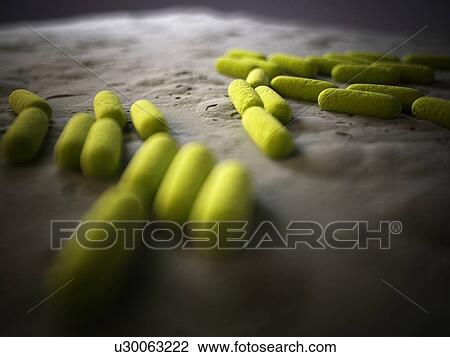 Drawing - Bacteria, illustration. Fotosearch