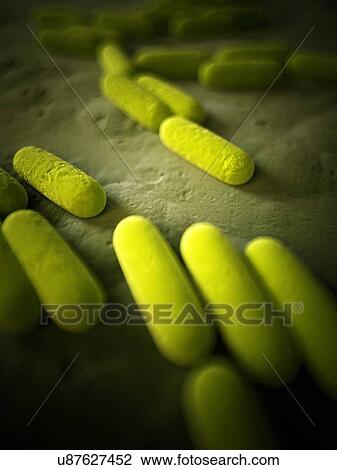 Drawing - Bacteria, illustration. Fotosearch
