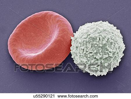 Blood cells, SEM View Large Illustration Clip Art - Blood cells, SEM. Fotosearch