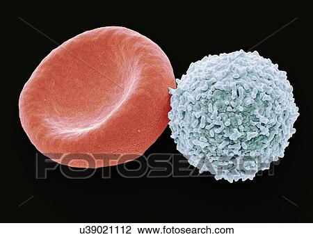 Drawing - Blood cells, SEM. Fotosearch