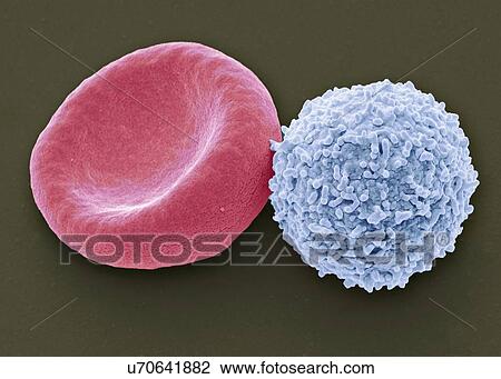Blood cells, SEM View Large Illustration Drawing - Blood cells, SEM. Fotosearch