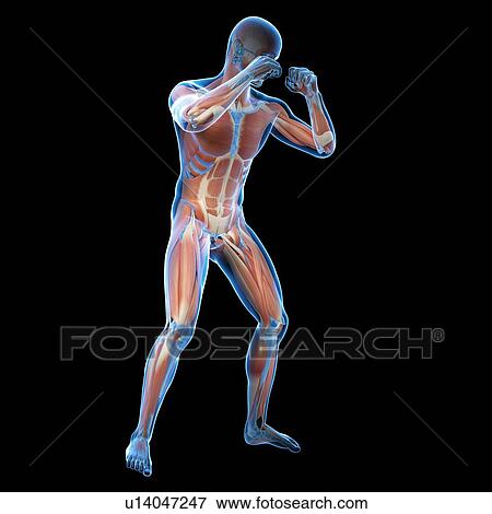Boxer, illustration View Large Illustration Stock Illustration - Boxer, illustration. Fotosearch