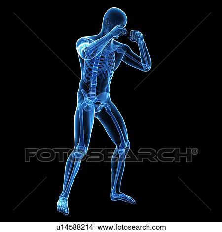 Boxer, illustration View Large Illustration Stock Illustration - Boxer, illustration. Fotosearch
