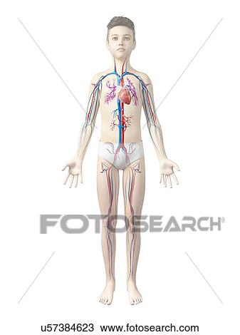 Drawing - Cardiovascular system of boy. Fotosearch
