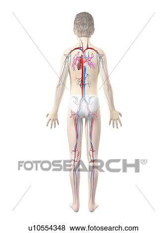 Stock Illustration - Cardiovascular system of boy. Fotosearch