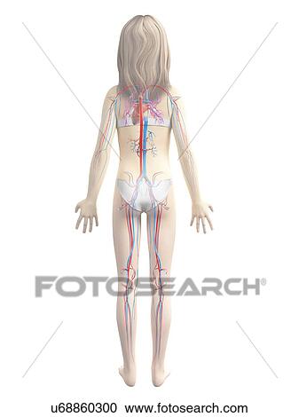 Clipart - Cardiovascular system of girl. Fotosearch