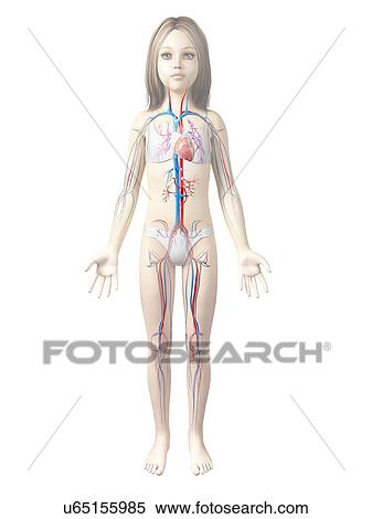 Cardiovascular system of girl View Large Illustration Stock Illustration - Cardiovascular system of girl. Fotosearch