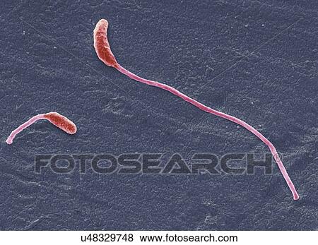 Stock Illustration - Clostridium phytofermentans, SEM. Fotosearch