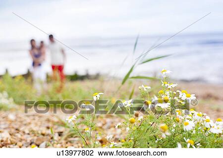 Stock Image - Coastal flowers. Fotosearch